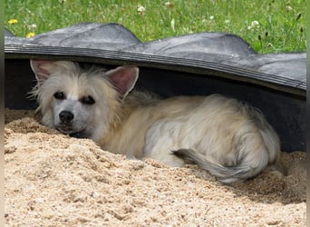 Chinese Crested Dog ~ Powderpuff