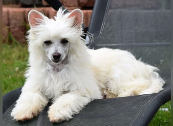 Chinese Crested Dog ~ Powderpuff