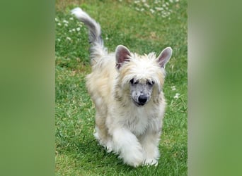 Chinese Crested Dog ~ Powderpuff