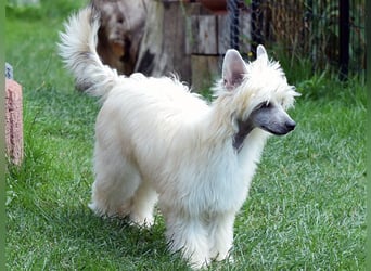 Chinese Crested Dog ~ Powderpuff