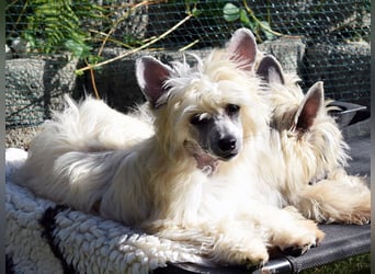 Chinese Crested Dog ~ Powderpuff
