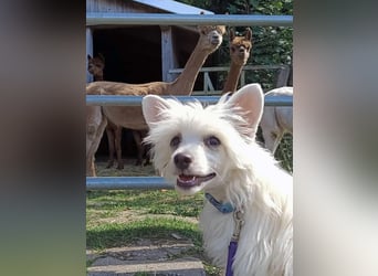 Chinese Crested Dog ~ Powderpuff