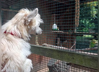 Chinese Crested Dog ~ Powderpuff