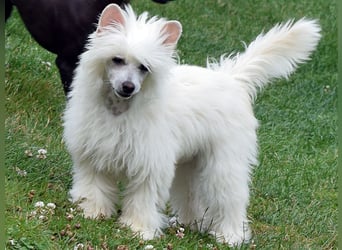Chinese Crested Dog ~ Powderpuff