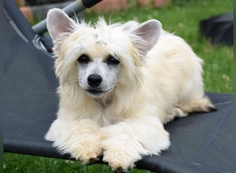 Chinese Crested Dog ~ Powderpuff