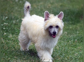 Chinese Crested Dog ~ Powderpuff