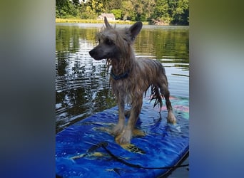 Chinese Crested Dog ~ Powderpuff