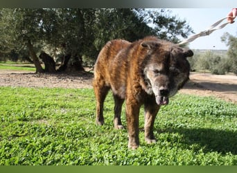 Seelenbub TOM-freundlich, dankbar,  sucht sehnsüchtig sein liebevolles Für-immer-Zuhause