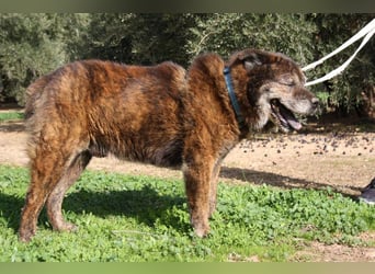 Seelenbub TOM-freundlich, dankbar,  sucht sehnsüchtig sein liebevolles Für-immer-Zuhause