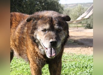 Seelenbub TOM-freundlich, dankbar,  sucht sehnsüchtig sein liebevolles Für-immer-Zuhause