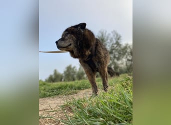 Seelenbub TOM-freundlich, dankbar,  sucht sehnsüchtig sein liebevolles Für-immer-Zuhause