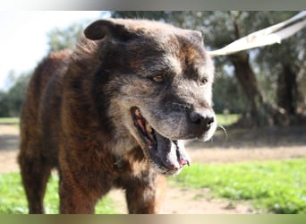 Seelenbub TOM-freundlich, dankbar,  sucht sehnsüchtig sein liebevolles Für-immer-Zuhause