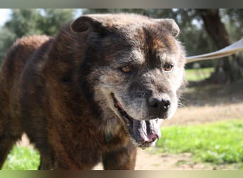 Seelenbub TOM-freundlich, dankbar,  sucht sehnsüchtig sein liebevolles Für-immer-Zuhause