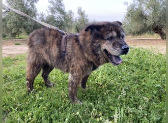 Seelenbub TOM-freundlich, dankbar,  sucht sehnsüchtig sein liebevolles Für-immer-Zuhause