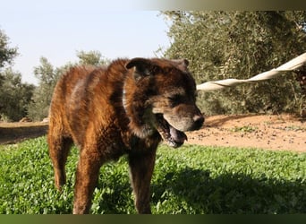 Seelenbub TOM-freundlich, dankbar,  sucht sehnsüchtig sein liebevolles Für-immer-Zuhause