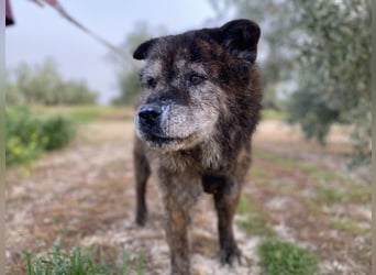 Seelenbub TOM-freundlich, dankbar,  sucht sehnsüchtig sein liebevolles Für-immer-Zuhause