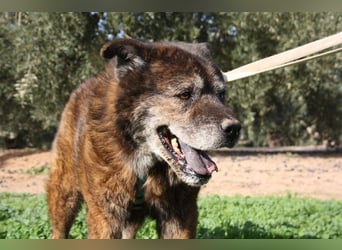 Seelenbub TOM-freundlich, dankbar,  sucht sehnsüchtig sein liebevolles Für-immer-Zuhause