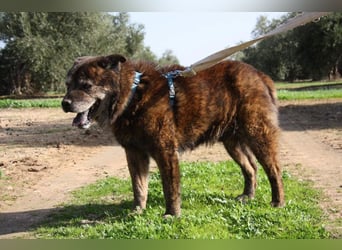 Seelenbub TOM-freundlich, dankbar,  sucht sehnsüchtig sein liebevolles Für-immer-Zuhause