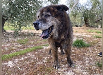 Seelenbub TOM-freundlich, dankbar,  sucht sehnsüchtig sein liebevolles Für-immer-Zuhause