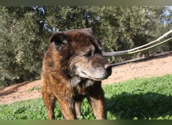 Seelenbub TOM-freundlich, dankbar,  sucht sehnsüchtig sein liebevolles Für-immer-Zuhause