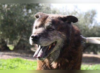 Seelenbub TOM-freundlich, dankbar,  sucht sehnsüchtig sein liebevolles Für-immer-Zuhause