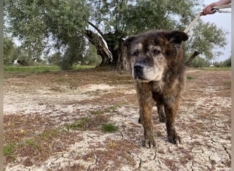 Seelenbub TOM-freundlich, dankbar,  sucht sehnsüchtig sein liebevolles Für-immer-Zuhause
