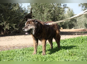 Seelenbub TOM-freundlich, dankbar,  sucht sehnsüchtig sein liebevolles Für-immer-Zuhause