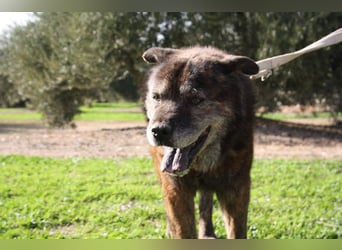 Seelenbub TOM-freundlich, dankbar,  sucht sehnsüchtig sein liebevolles Für-immer-Zuhause