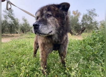 Seelenbub TOM-freundlich, dankbar,  sucht sehnsüchtig sein liebevolles Für-immer-Zuhause