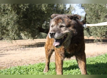 Seelenbub TOM-freundlich, dankbar,  sucht sehnsüchtig sein liebevolles Für-immer-Zuhause