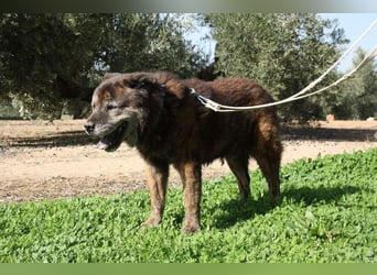 Seelenbub TOM-freundlich, dankbar,  sucht sehnsüchtig sein liebevolles Für-immer-Zuhause