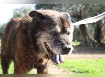 Seelenbub TOM-freundlich, dankbar,  sucht sehnsüchtig sein liebevolles Für-immer-Zuhause