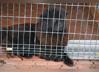 Wolf, ca. 2022 geboren