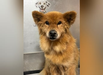 BADY - wer schenkt dem lieben Senior endlich Liebe, Fürsorge und einen schönen Lebensabend...?