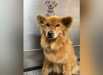 BADY - wer schenkt dem lieben Senior endlich Liebe, Fürsorge und einen schönen Lebensabend...?