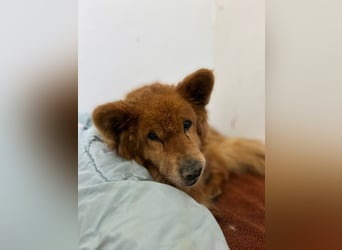 BADY - wer schenkt dem lieben Senior endlich Liebe, Fürsorge und einen schönen Lebensabend...?