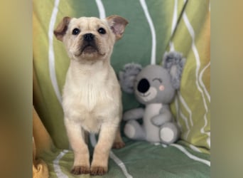 Frenky ein kleiner Sonnenschein