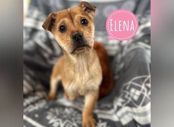 Elena ein Engelchen auf drei Pfoten