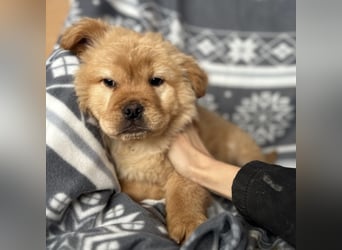 Lummy einer zum Knutschen