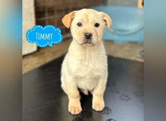 Timmy ein kleiner Sonnenschein