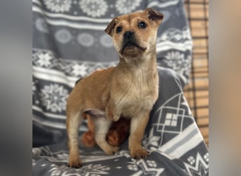 Elena ein Engelchen auf drei Pfoten