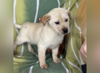 Timmy ein kleiner Sonnenschein