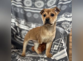 Elena ein Engelchen auf drei Pfoten