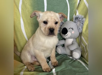 Frenky ein kleiner Sonnenschein