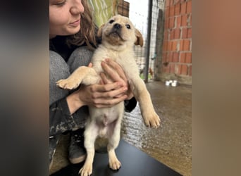 Timmy ein kleiner Sonnenschein