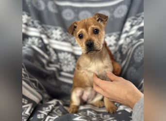 Elena ein Engelchen auf drei Pfoten