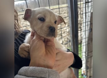 Frenky ein kleiner Sonnenschein