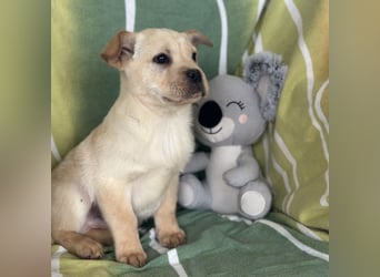 Frenky ein kleiner Sonnenschein