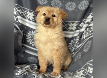 Lummy einer zum Knutschen