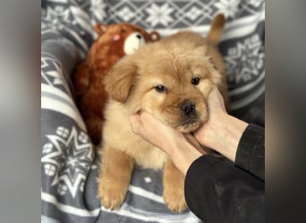 Lummy einer zum Knutschen